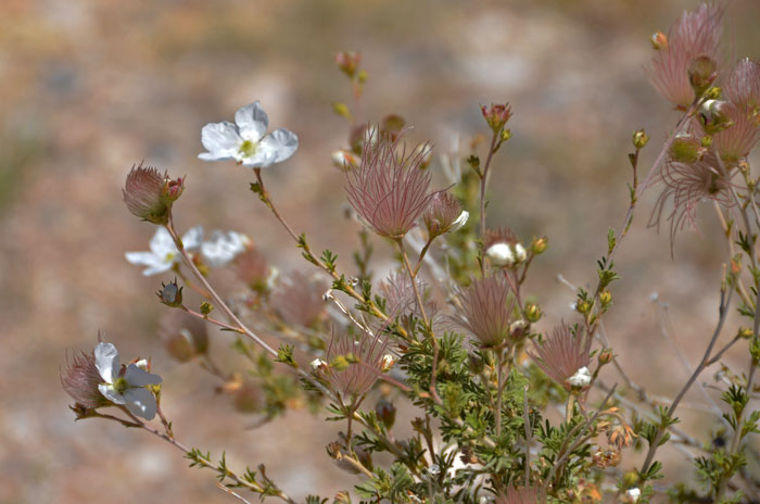 Photograph of Apache Plume with it showy white blossoms, fruits with beautiful feathery plums and bright green leaves and grayish white stems. Fallugia paradoxa